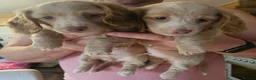 Miniature Dachshund dogs for sale: 🐾A rare pair of identical twins mini dachshunds🐾 - Advert 20
