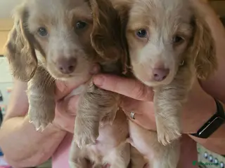 Miniature Dachshund dogs Gorgeous long haired pups, health checked/chipped - Advert 1