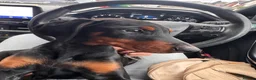 Dobermann dogs for sale: Last puppy - Advert 2