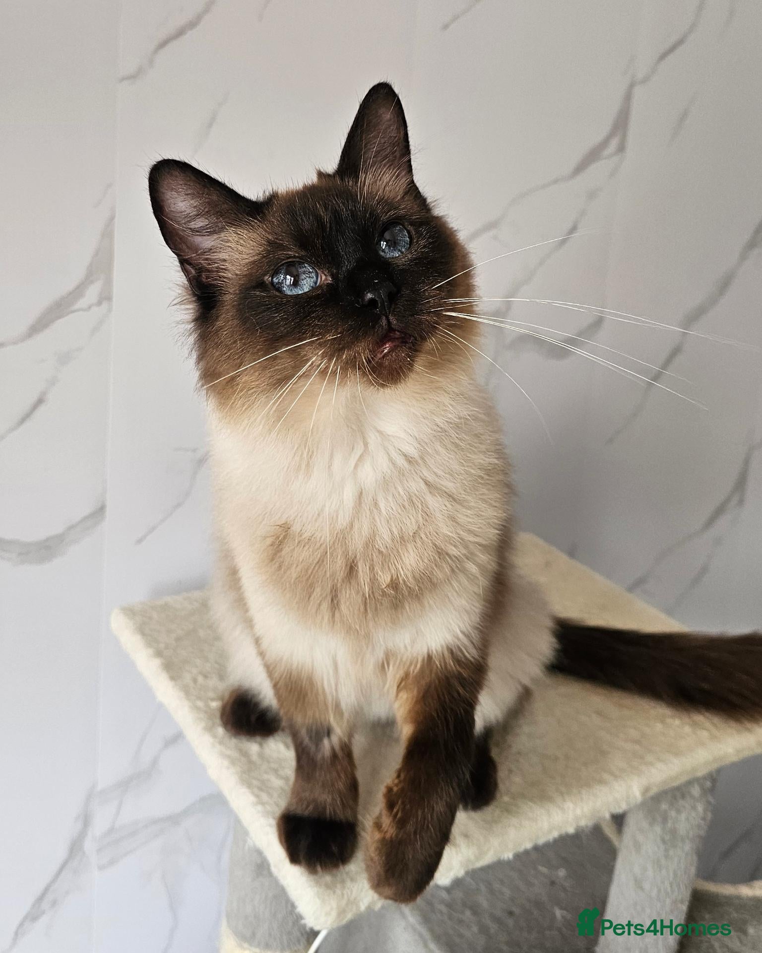 Ragdoll cats SPAYED FEMALE GCCF REGISTERED  - Advert 2