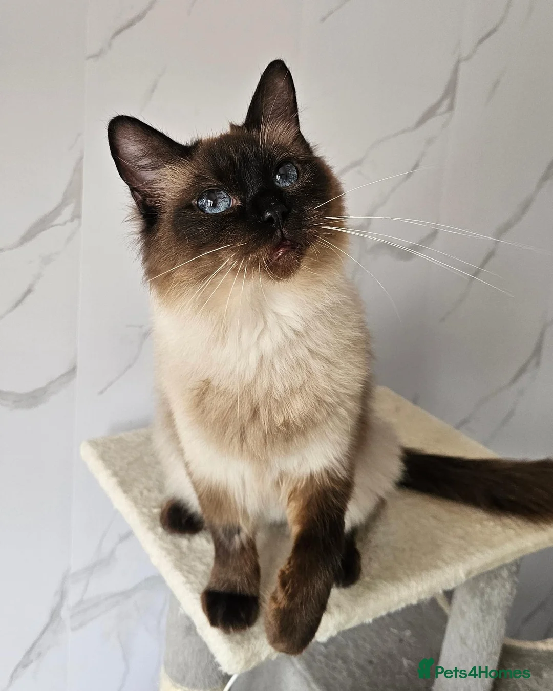 Ragdoll cats for sale: SPAYED FEMALE GCCF REGISTERED  - Advert 6