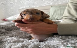 Dachshund dogs for sale: Beautiful litter of dachshund puppy’s  - Image 19