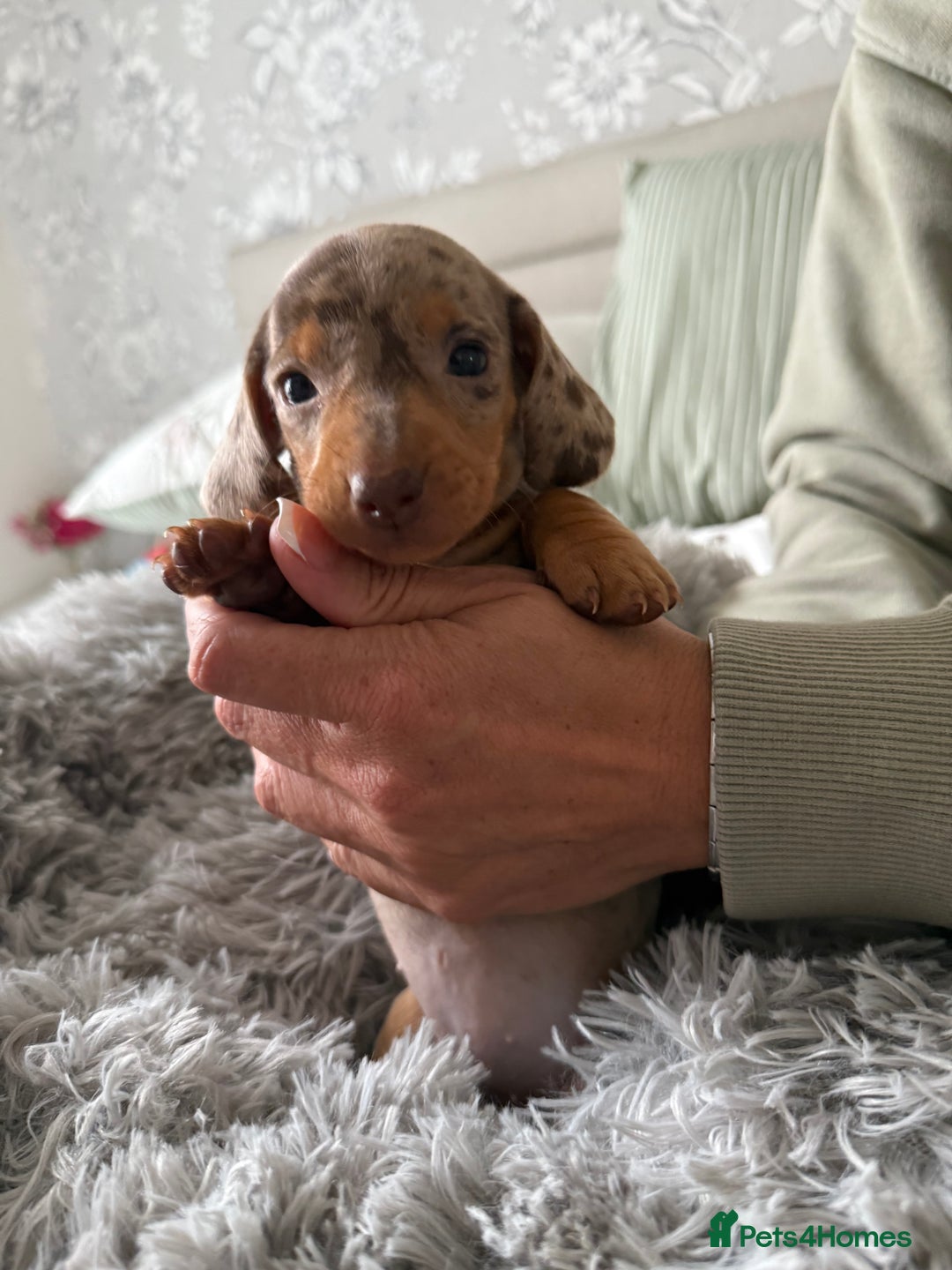 Dachshund dogs for sale: Beautiful litter of dachshund puppy’s  - Image 19