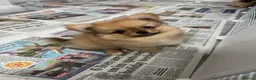 Pomchi dogs for sale: 3 beautiful pomchi puppy’s  in Crawley - Advert 10