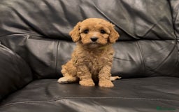 Cavapoo dogs for sale: Extensive DNA & Heart tested quality Cavapoo pups - Image 5