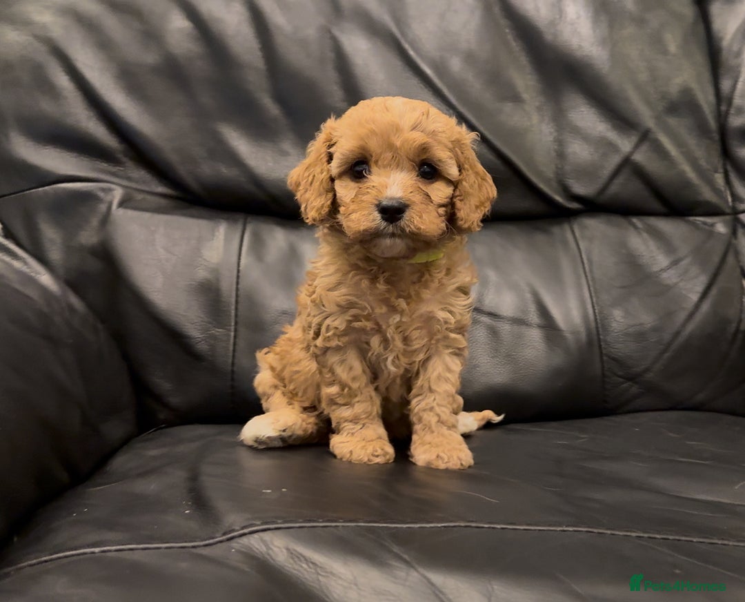 Cavapoo dogs for sale: Extensive DNA & Heart tested quality Cavapoo pups - Image 5