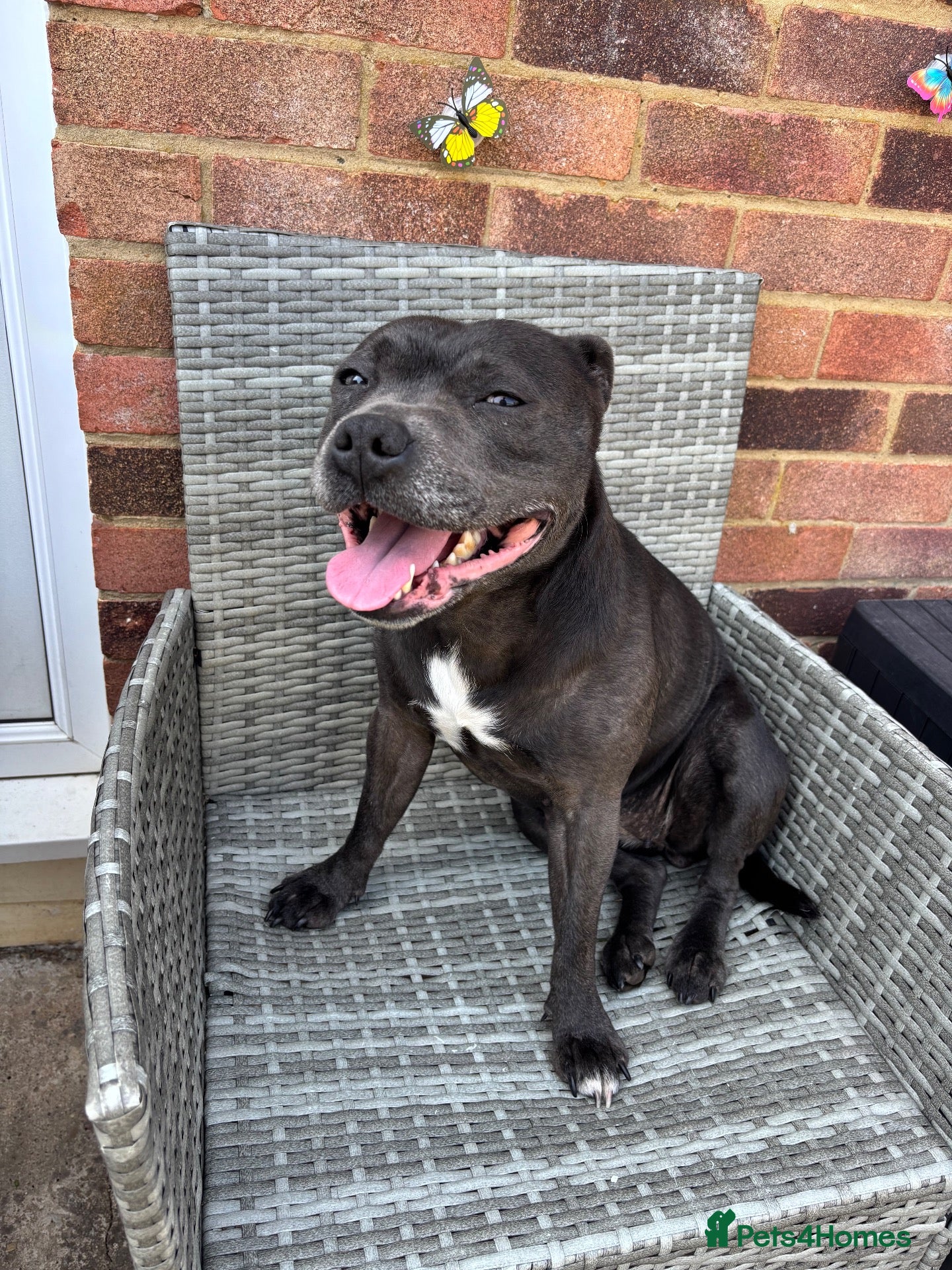 Staffordshire Bull Terrier dogs 2 BLACK STUNNING STAFFS READY TO GO NOW! 🐾  - Advert 13