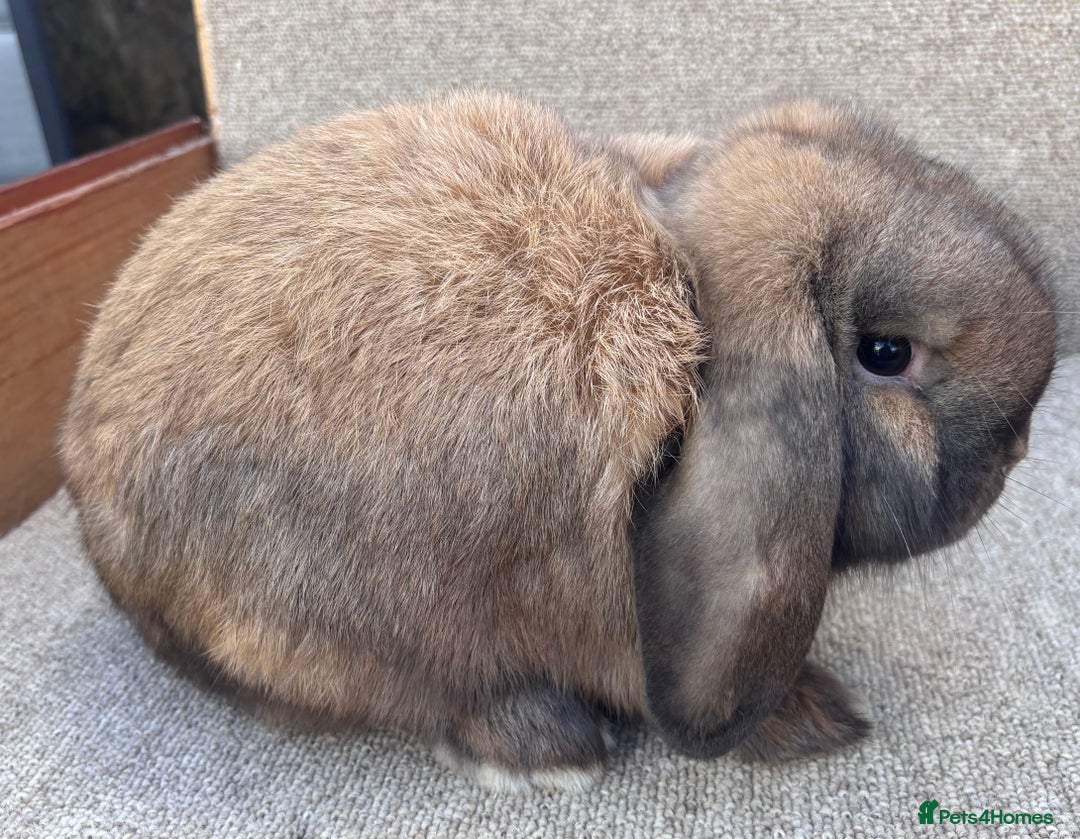 Dwarf Lop rabbits for sale: Dwarf Lop Youngsters  - Image 2