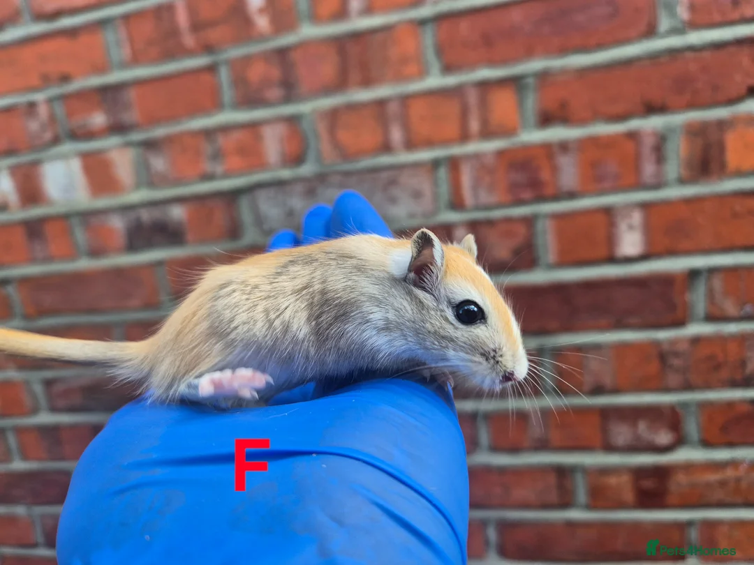 Gerbil rodents for sale: 7 week old gerbils - Advert 2