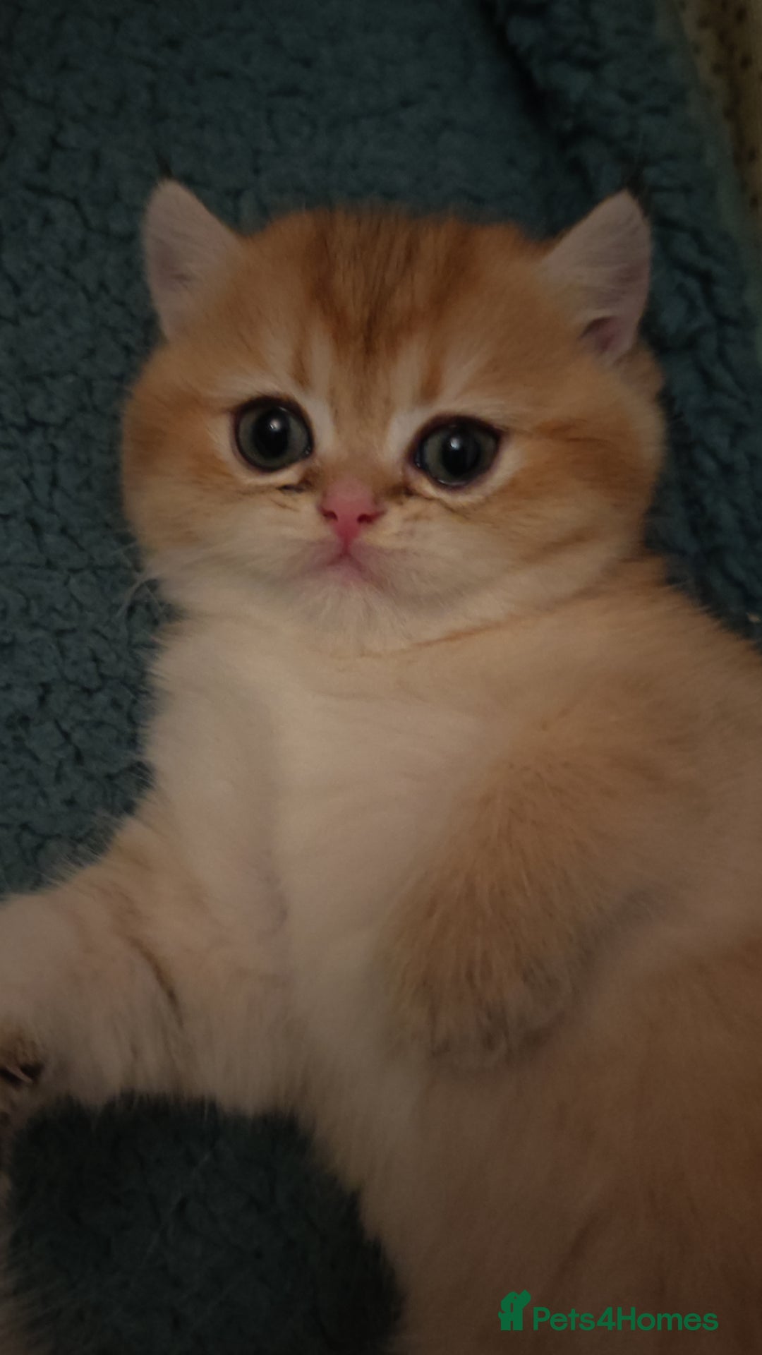 British Shorthair cats for sale: Stunning cute BSH golden black kitten female - Image 12