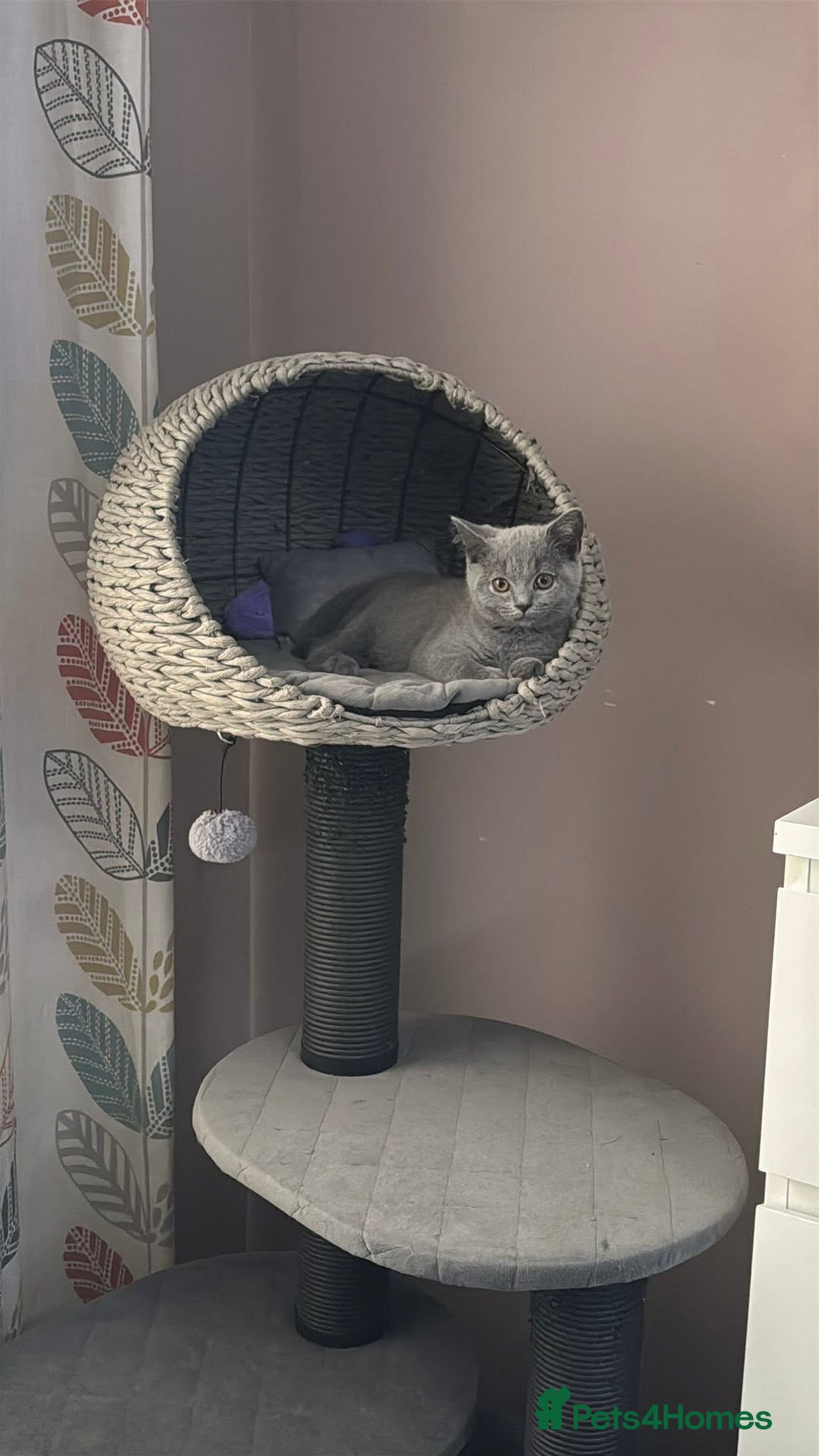 British Shorthair cats for sale: BSH GCCf kittens 1 male 1 female - Image 9