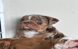 English Bulldog dogs for sale: READY TO LEAVE STUNNING ENGLISH BULLDOGS  - Image 11