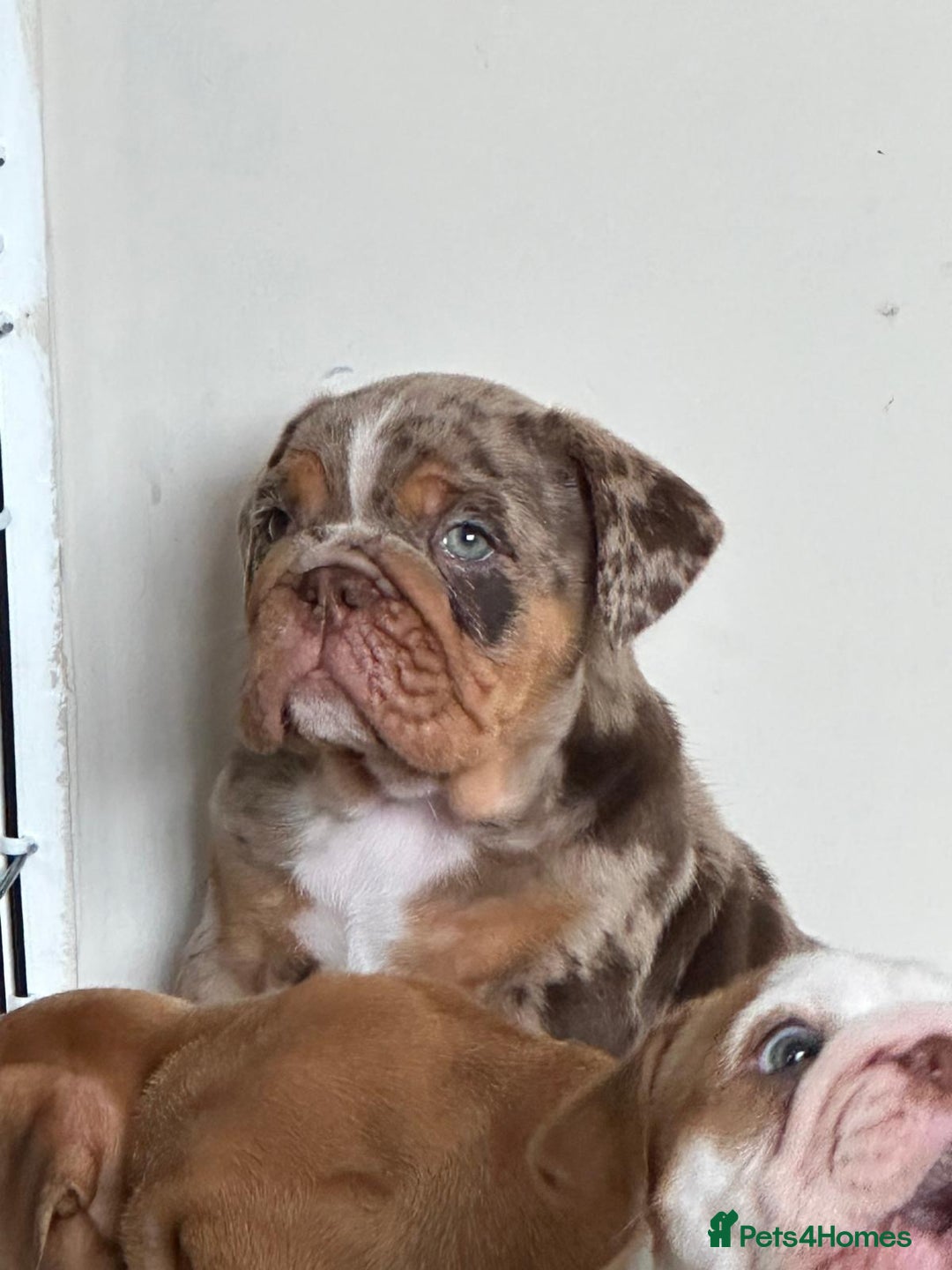 English Bulldog dogs for sale: READY TO LEAVE STUNNING ENGLISH BULLDOGS  - Image 11