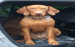 Hungarian Vizsla dogs for sale: Hungarian Vizsla Puppies due mid Dec - Advert 3