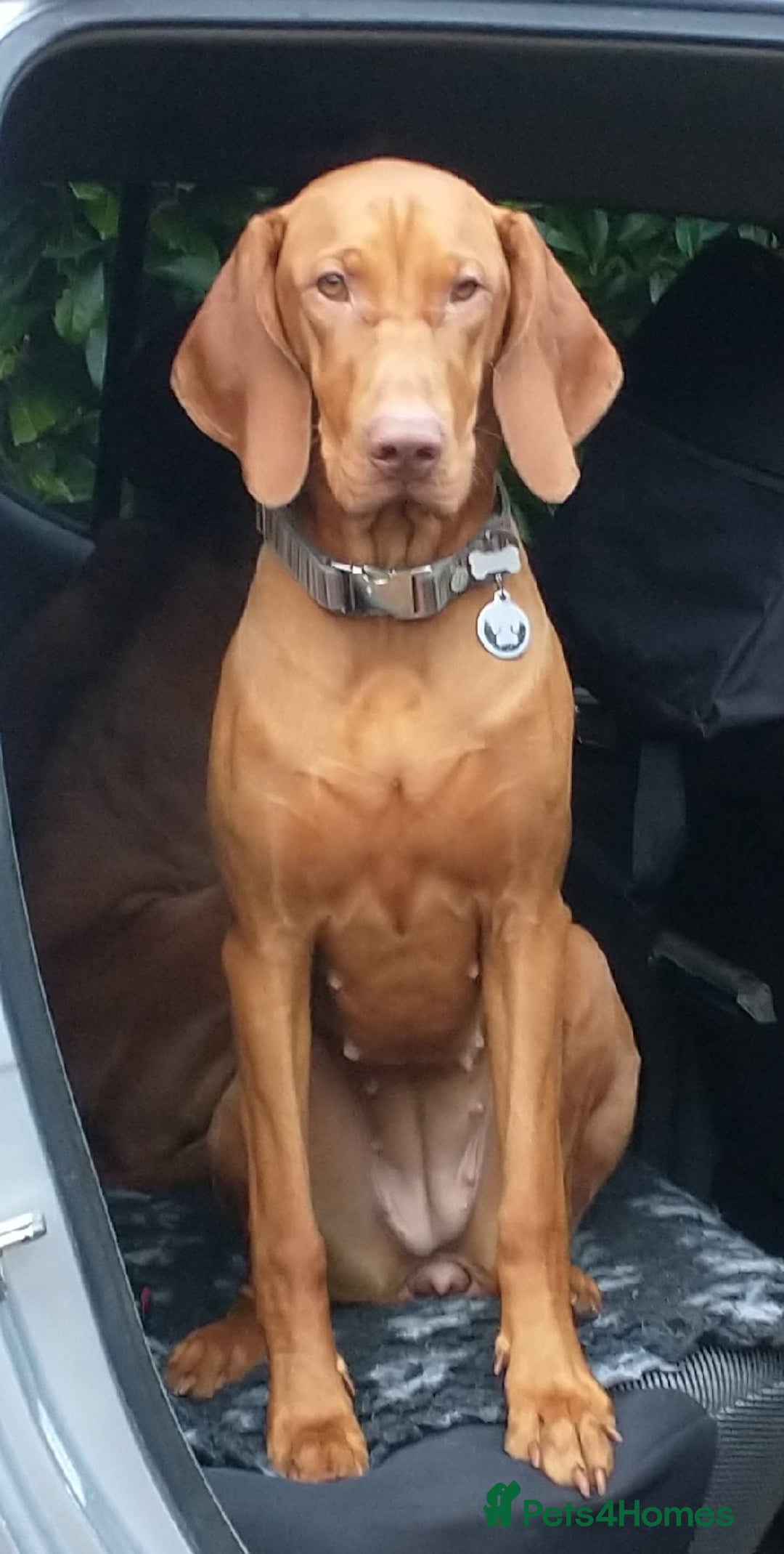 Hungarian Vizsla dogs for sale: Hungarian Vizsla Puppies due mid Dec - Advert 3