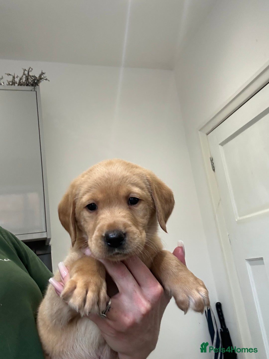 Labrador Retriever dogs for sale: My lovely Labrador puppies - Image 16