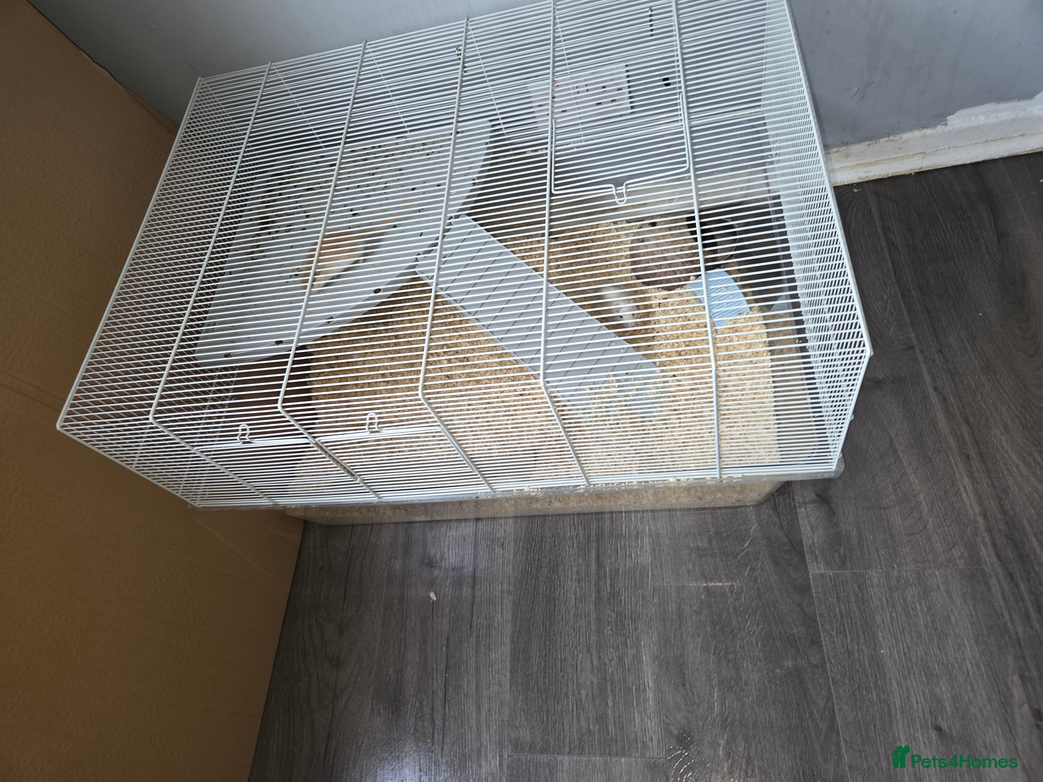 Gerbil rodents Free 2 male gerbils with enclosure - Advert 9
