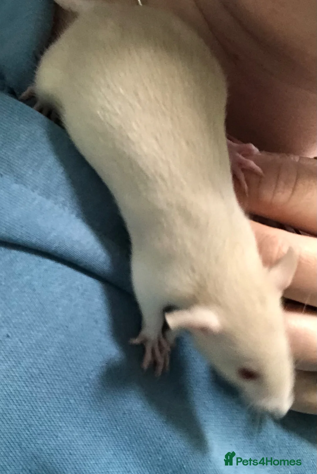 Rat rodents for sale: Baby dumbo rats - Advert 4