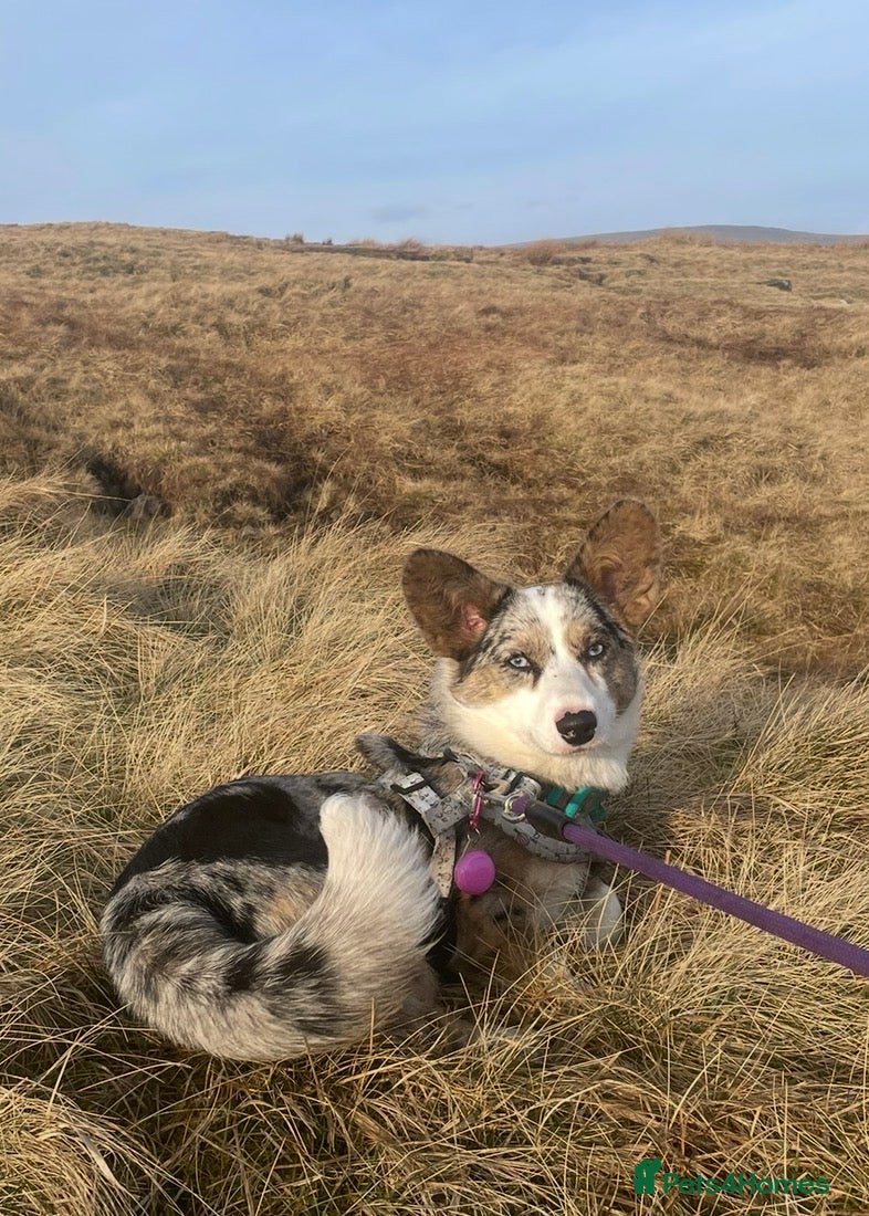 Welsh Corgi Cardigan dogs Pedigree Welsh Cardigan corgi girl for sale - Advert 2