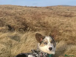 Welsh Corgi Cardigan dogs Pedigree Welsh Cardigan corgi girl for sale - Advert 2