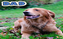 Golden Retriever dogs for sale: KC Dark Red Golden Retrievers 🧬 Clear Parents  - Image 8