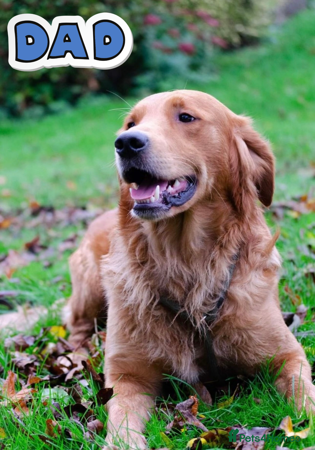 Golden Retriever dogs for sale: KC Dark Red Golden Retrievers 🧬 Clear Parents  - Image 8