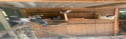 Pigeons birds for sale: Racing pigeons  - Advert 2