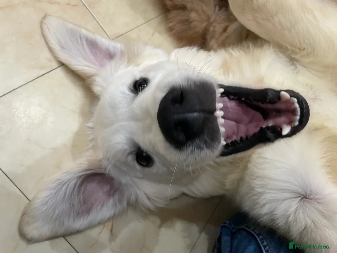 Golden Retriever dogs for sale: Theo, White Golden Retriever  - Advert 2