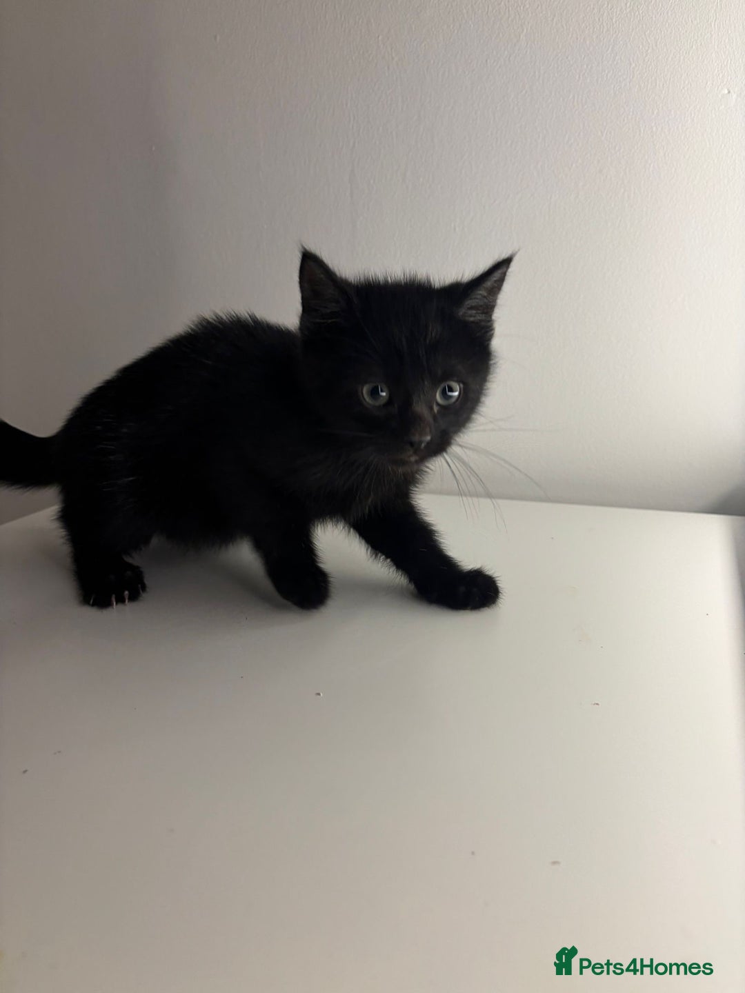 Mixed Breed cats for sale: Kittens for sale - Advert 6