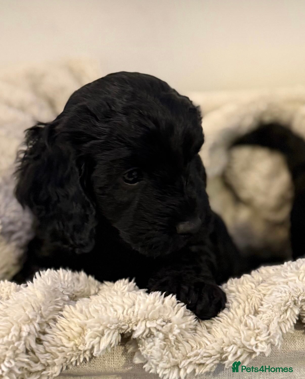 Mixed Breed dogs Stunning Litter of Sproodles 🤎🖤 - Advert 18