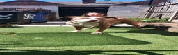 Mixed Breed dogs for sale: Xl bully mixed with red nose - Advert 3