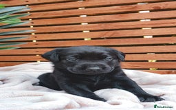 Labrador Retriever dogs for sale: KC Registered Black and Chocolate Labradors - Image 2