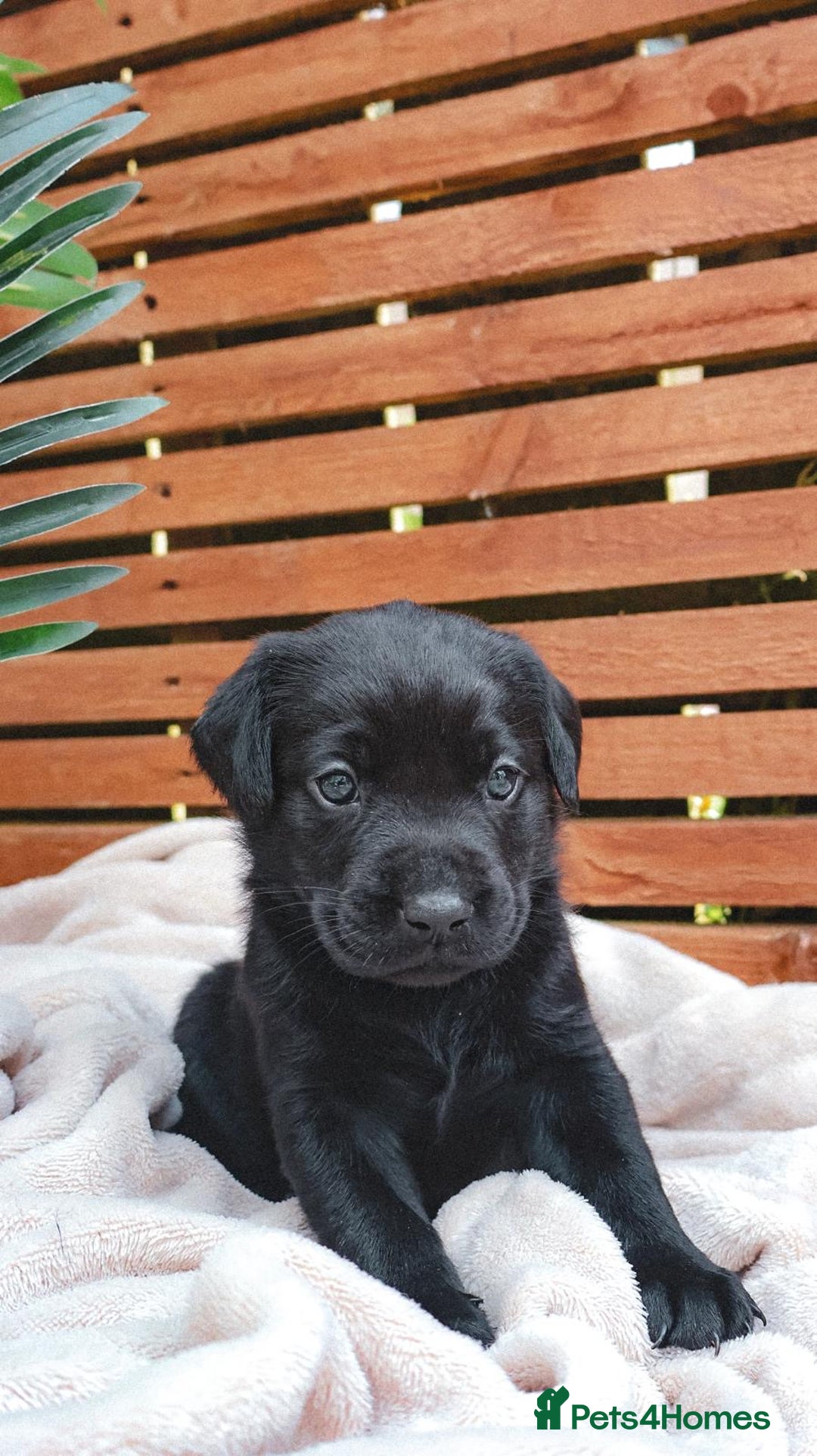 Labrador Retriever dogs for sale: KC Registered Black and Chocolate Labradors - Image 2