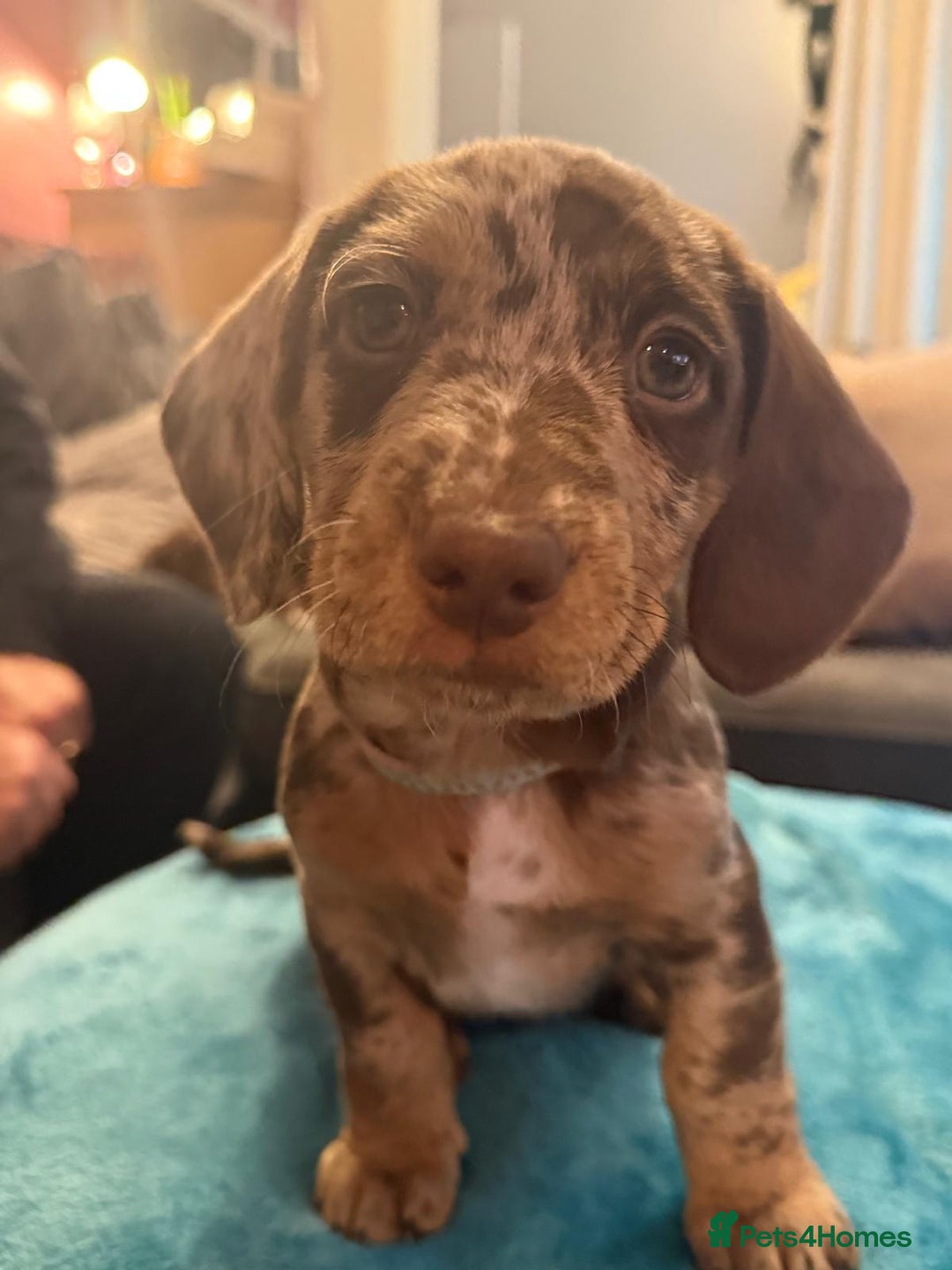 Mixed Breed dogs for sale: Doxie puppies  - Advert 2