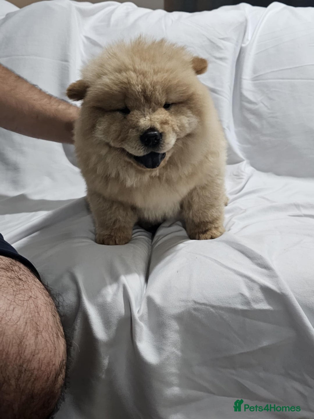 Chow Chow dogs for sale: chow chow puppy - Image 8