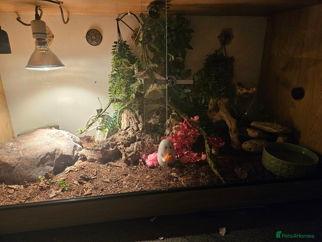 Corn Snake reptiles for sale: 2 and half year old corn snake - Advert 2