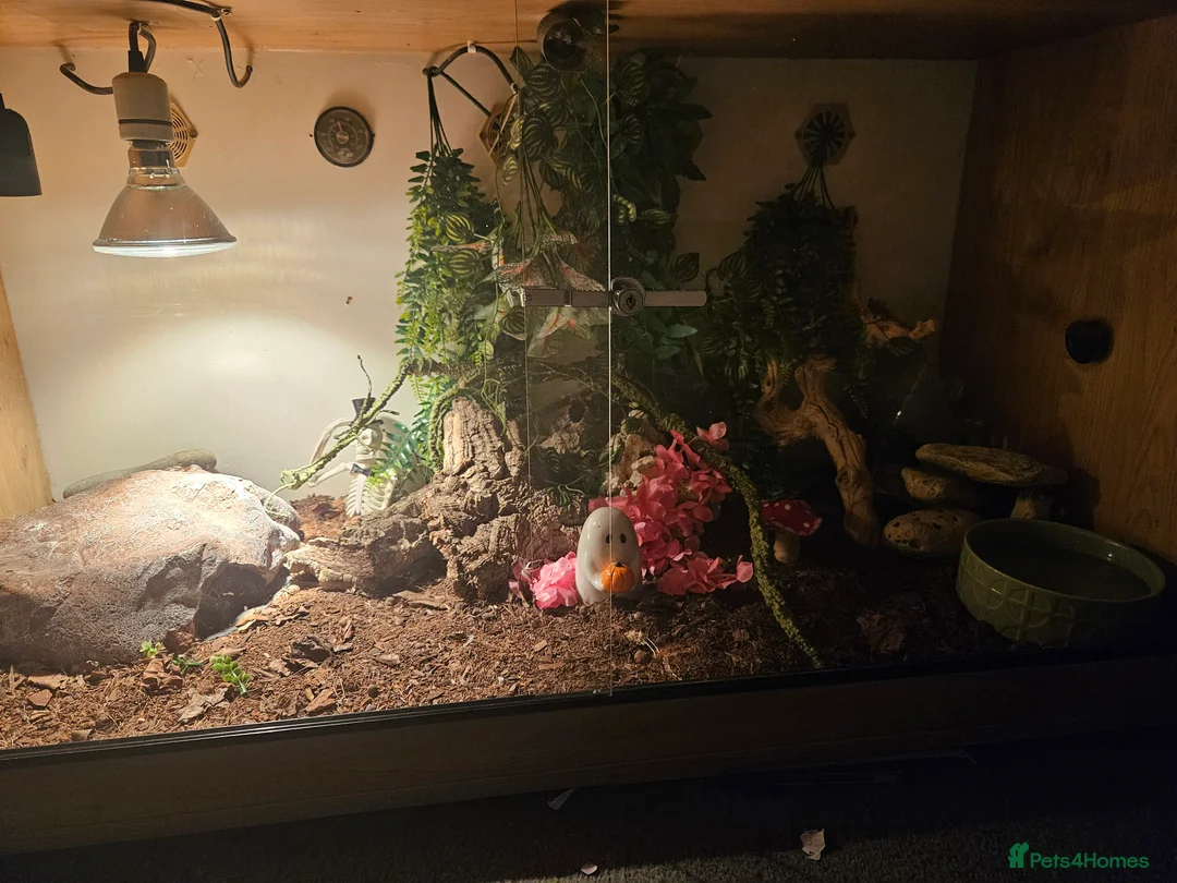 Corn Snake reptiles for sale: 2 and half year old corn snake - Advert 2