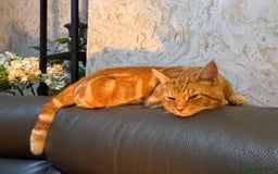 Mixed Breed cats for sale: cross breed Scottish fold cross main coon  - Image 14