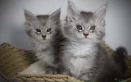 Maine Coon cats for sale: TICA registered Maine coon kittens, shaded lines - Image 10