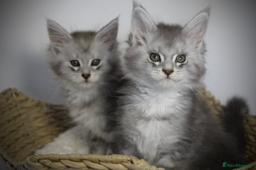 Maine Coon cats for sale: TICA registered Maine coon kittens, shaded lines - Image 10