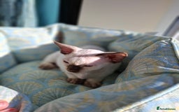 Devon Rex cats for sale: 🐱the boy ready for a change of home!!!  - Image 11