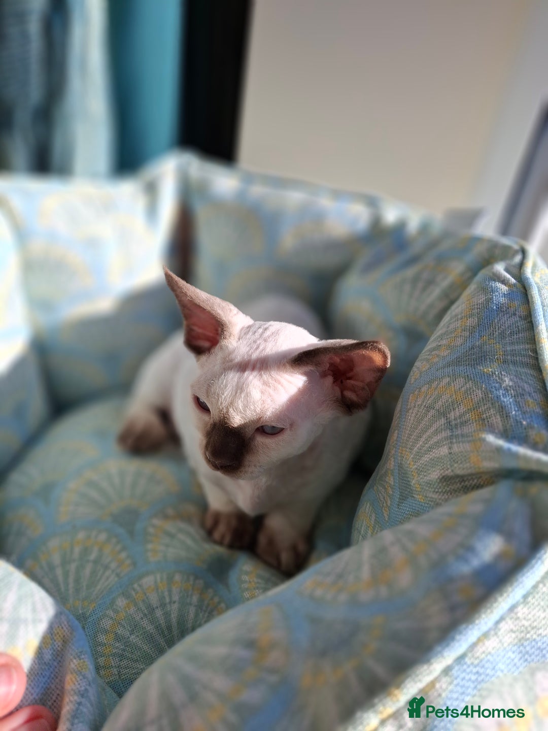 Devon Rex cats for sale: 🐱the boy ready for a change of home!!!  - Image 11
