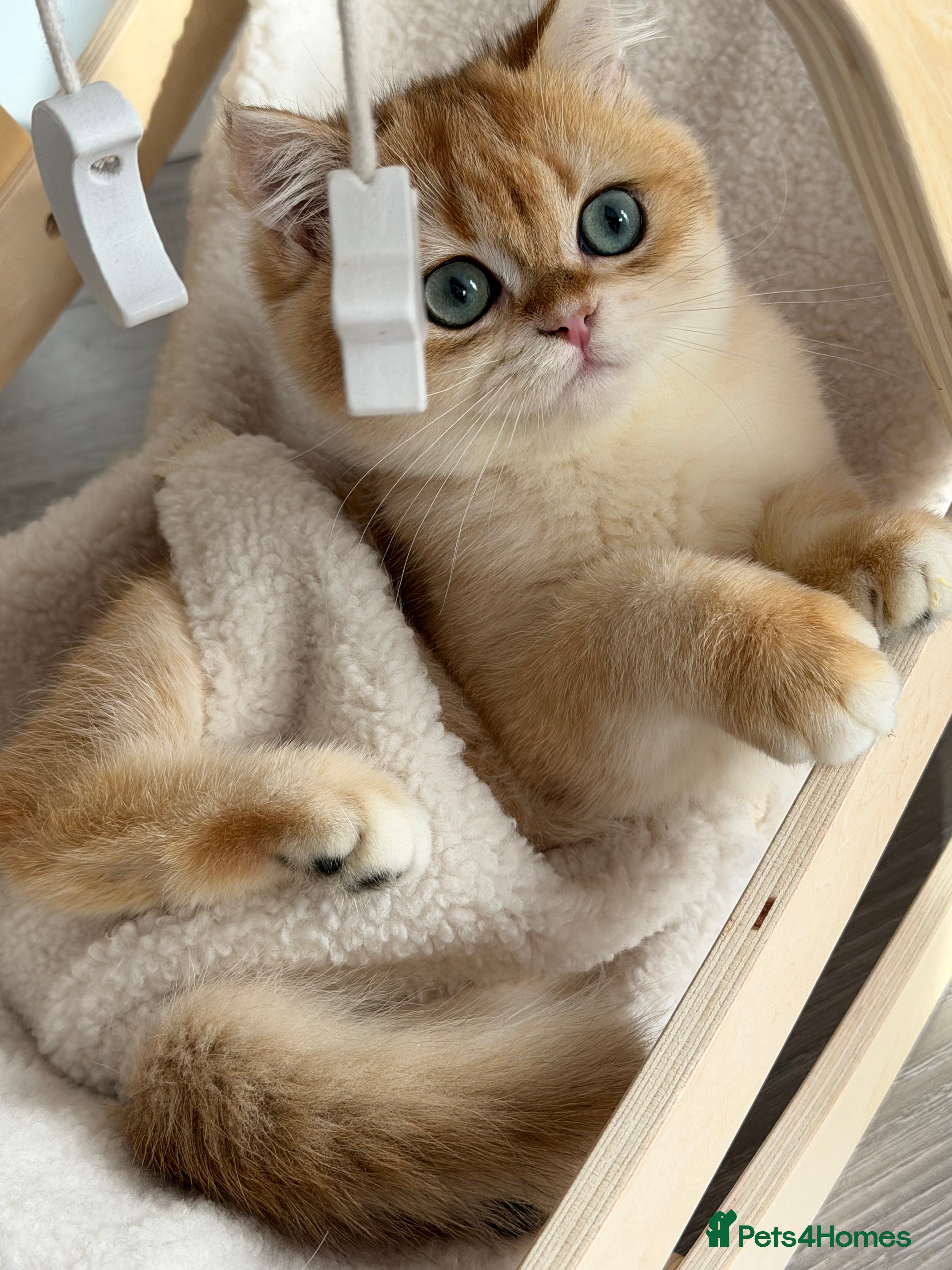 British Shorthair cats British Shorthair Golden Boy  - Advert 2