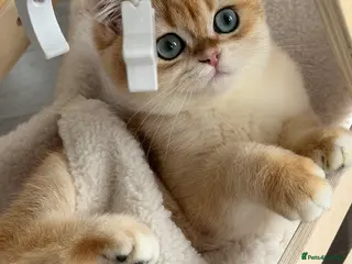 British Shorthair cats British Shorthair Golden Boy - Advert 2