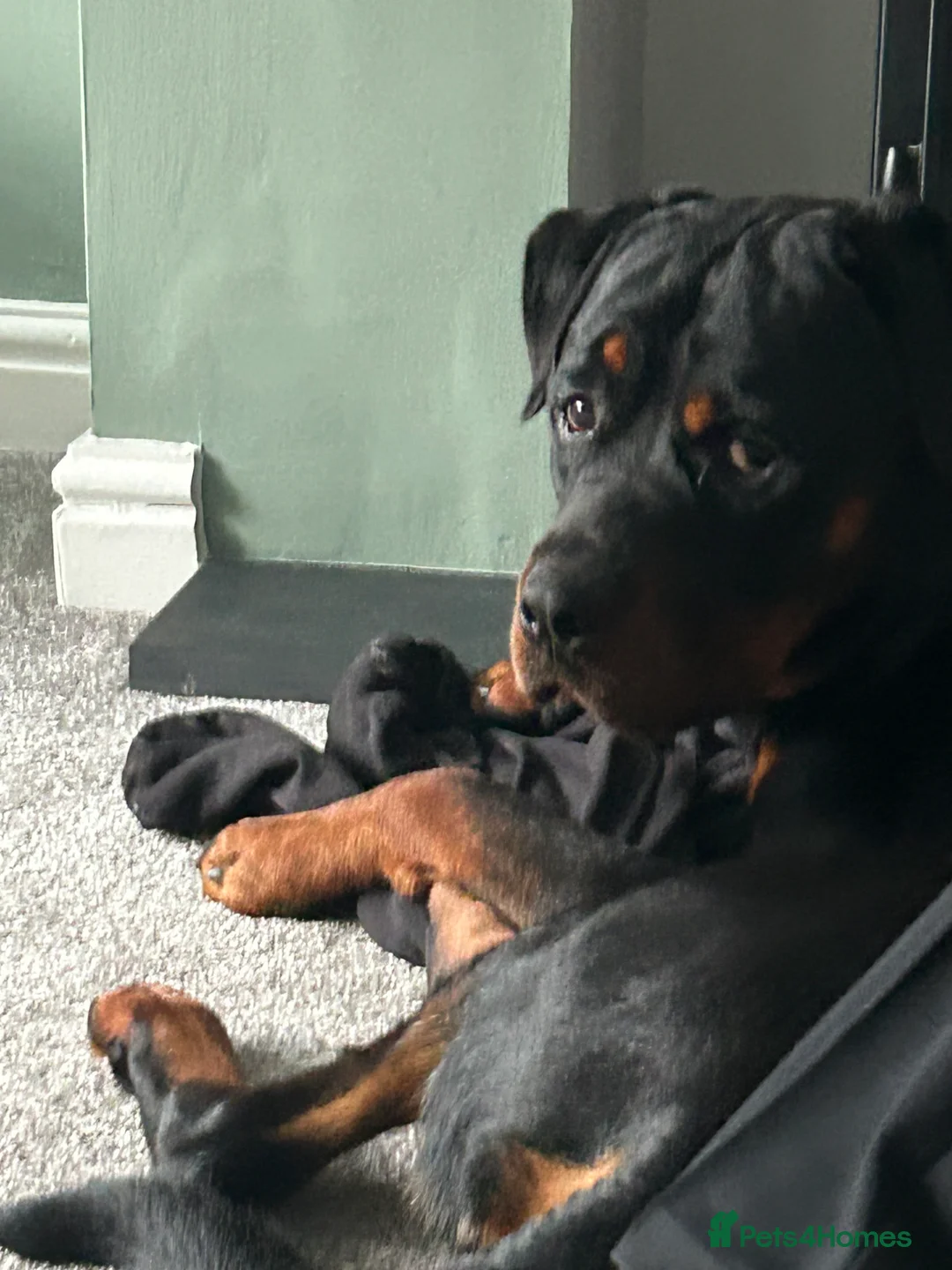 Rottweiler dogs for sale: 2 year old male full German  - Advert 23