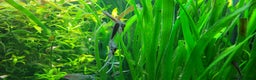 Angelfish fish for sale: Stunning stripes baby Angels - Advert 4