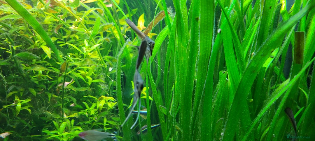 Angelfish fish for sale: Stunning stripes baby Angels - Advert 4