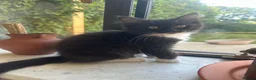 Ragdoll cats for sale: Exceptional 3/4 Ragdoll Girls Ready now! - Advert 4