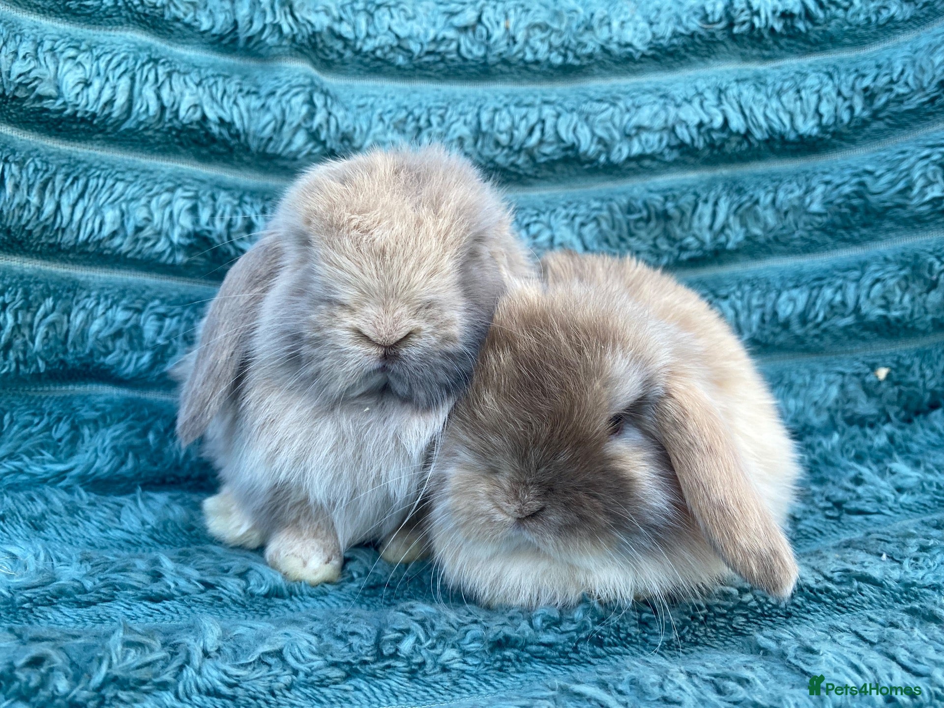 Mini Lop rabbits Mini lops - Advert 1