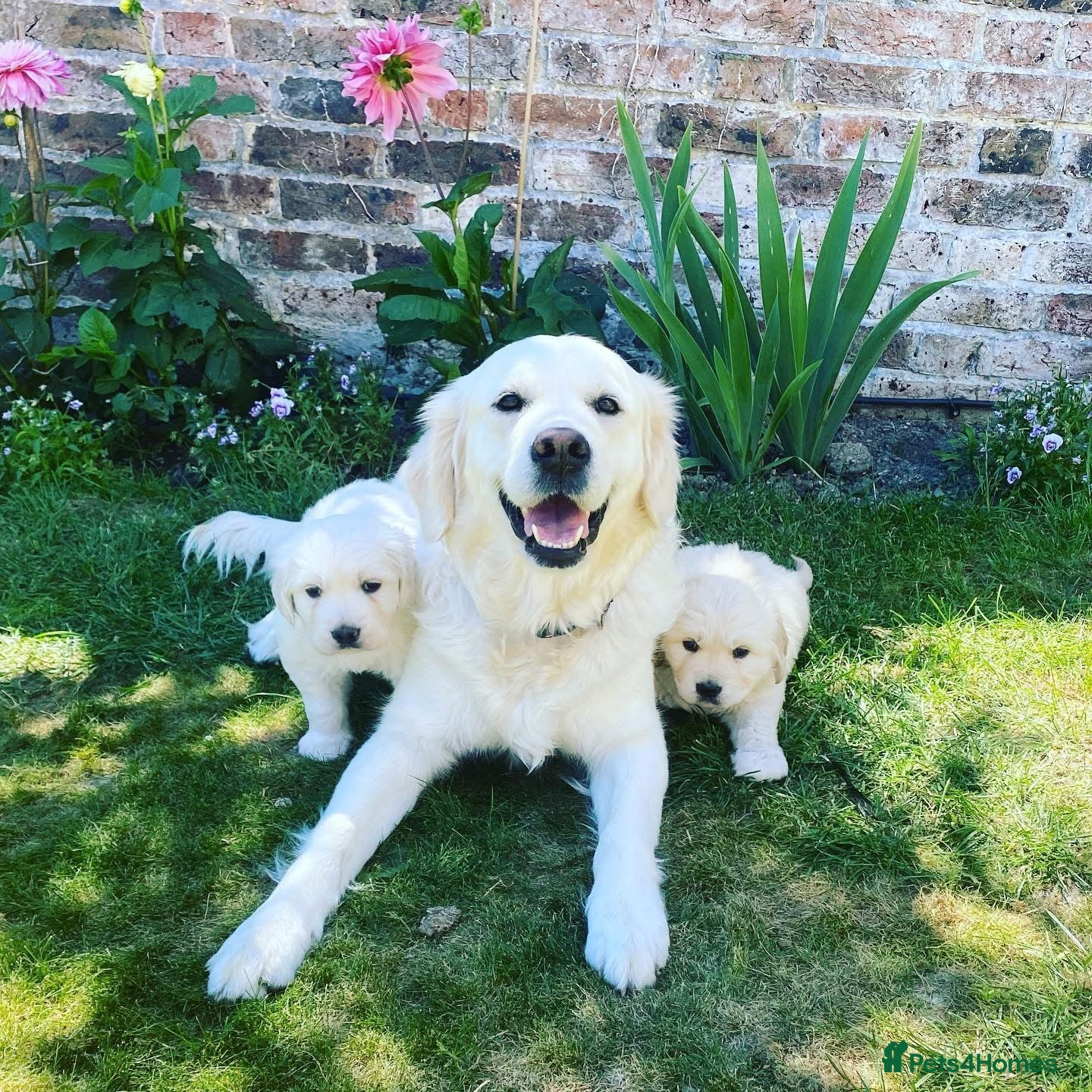 Golden Retriever dogs for sale: Champion line cream golden retriever puppies - Advert 1